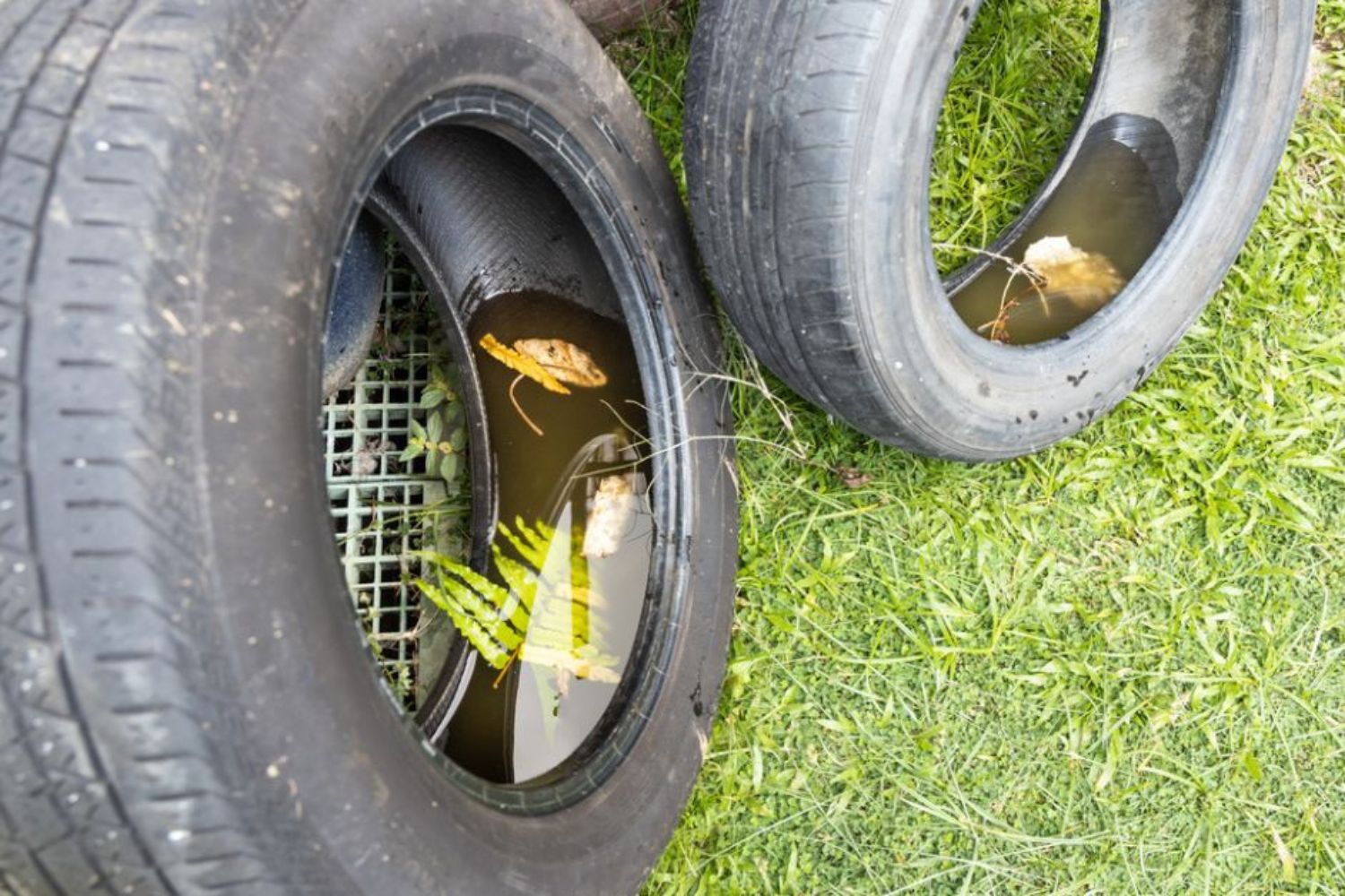 How to Protect Your Property From Mosquitoes This Summer