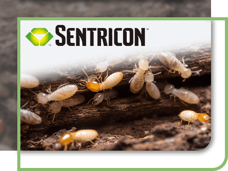 Termites on wood with the Sentricon logo placed above
