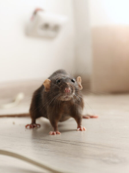 Pest Control Company