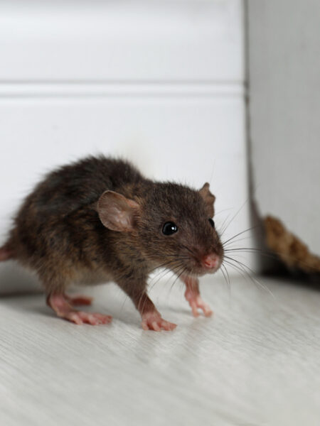 Pest Control Company